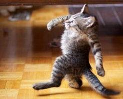 爆料神兽搞笑视频